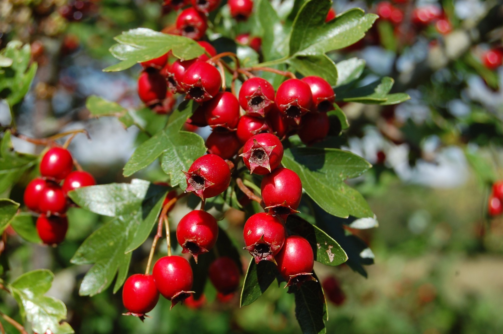 Garlic Complex – HAWTHORN 665MG EXTRACT – Enhances Cardiovascular Health – 3B