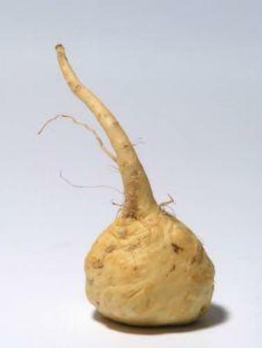 Premium Tri-Color Maca Root – Organic