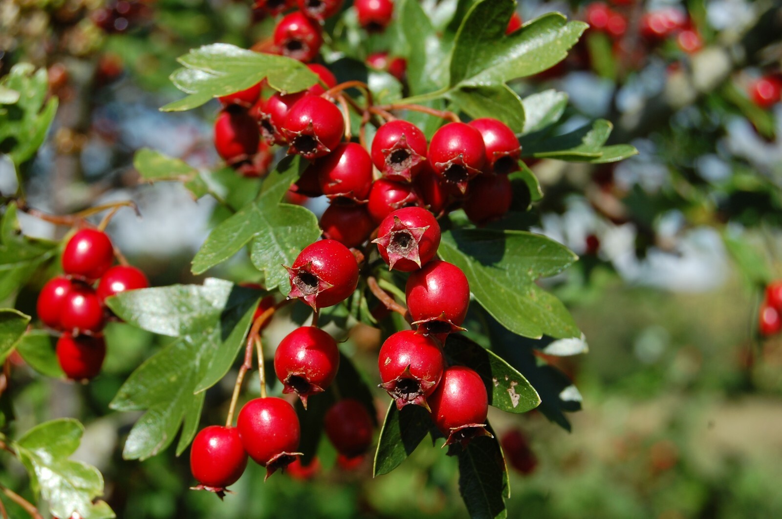 antioxidant properties – HAWTHORN EXTRACT 665mg – reduce inflammation 1B