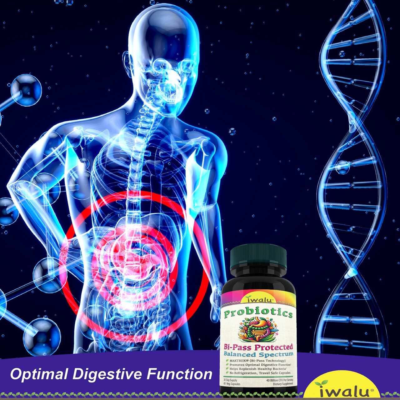 L Reuteri Probiotics – Targeted Gut Health Support for Daily Wellness – USA