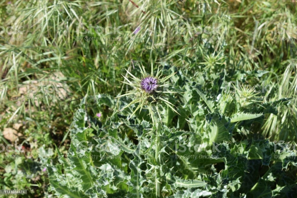 Milk Thistle Cut Dried – 100% Pure Natural Chemical Free (6.0 oz.) Organic