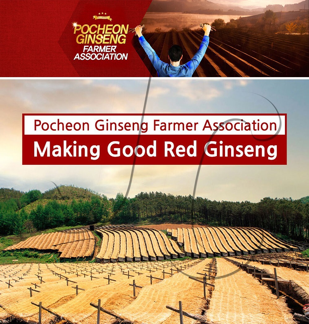 [Express] POCHEON Korean Red Ginseng Extract Gold 240g