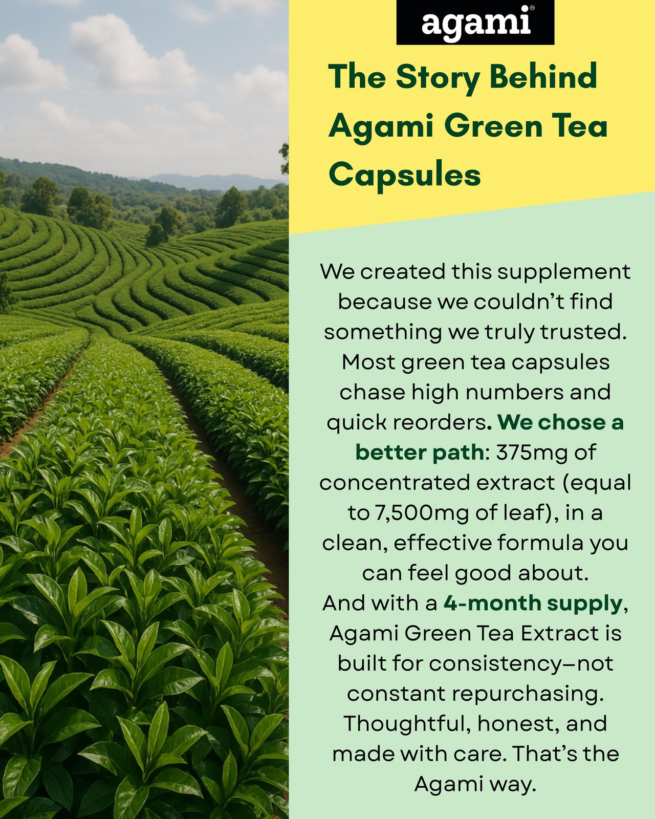 Agami Green Tea Capsules | 4 Month Supply | Energy & 120 Count (Pack of 1)