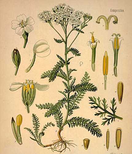 Yarrow Flower Powder | 4oz to 5lb | 100% Pure Natural Hand Crafted