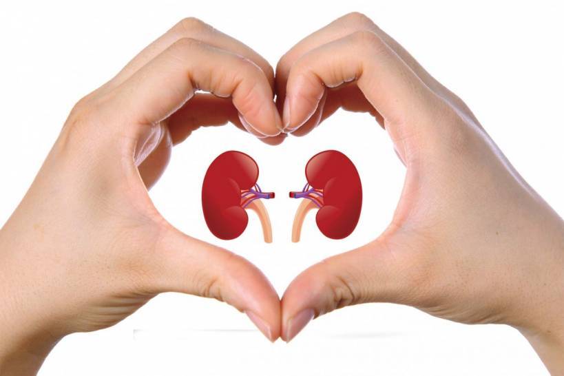 Immune support capsules – KIDNEY CLEANSE COMPLEX – cranberry extract – 1 Bottle