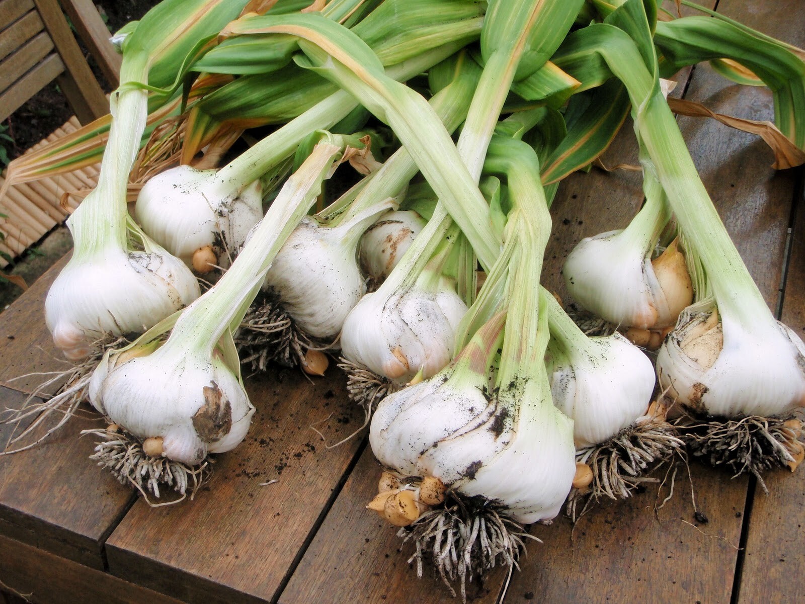 Japanese Garlic (Ajo Japones) Count per bag= 30-60-130 //100% Natural!//