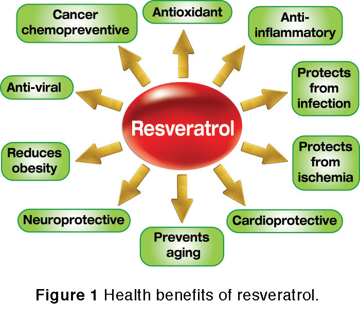 Antiaging supplement – ANTIPARASITE – RESVERATROL COMBO – garlic juice