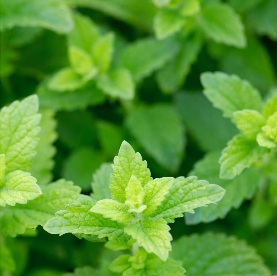 Herb Pharm LEMON BALM 1 oz Nervous System Calm Organic Alcohol Free Liquid Drops