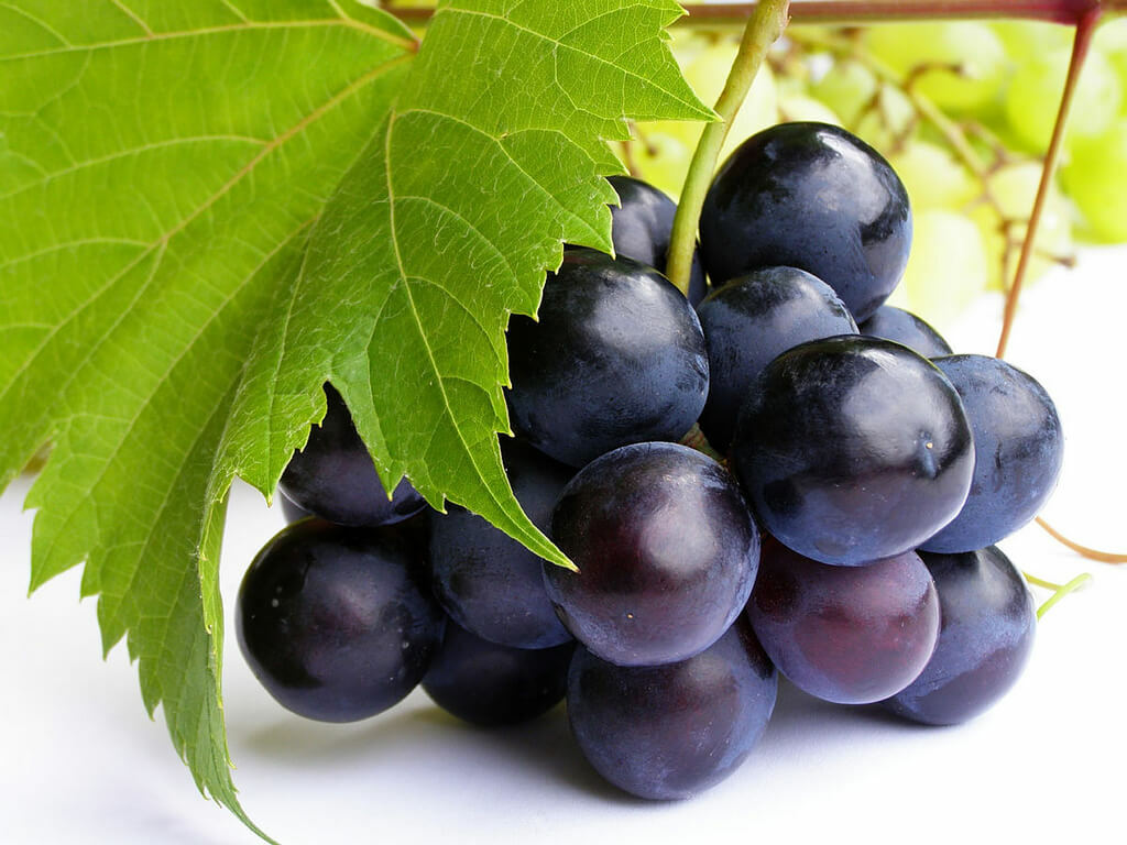 antioxidant formula – GRAPE SEED EXTRACT 100mg – lower blood pressure 1B