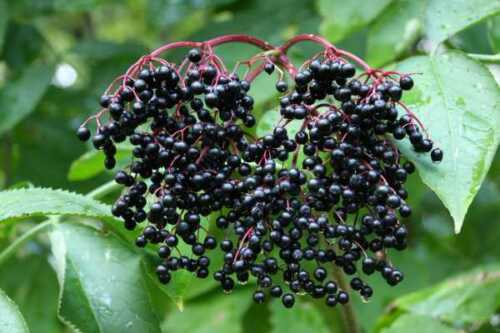 Elderberry Extract Powder Free Shipping