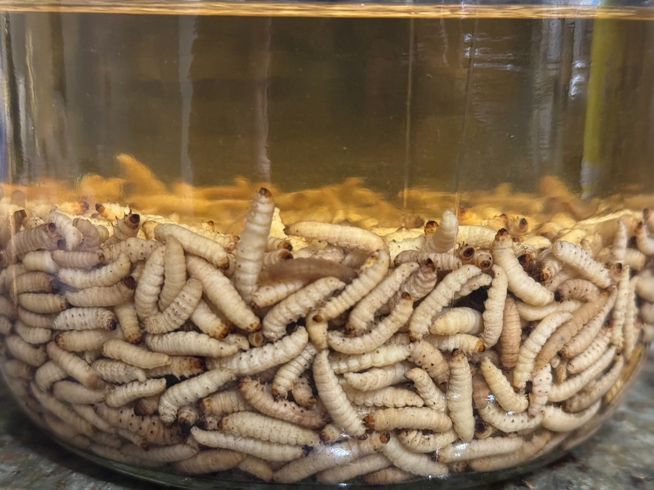 Wax Moth Larvae Tincture 1 oz (30ml) Galleria mellonella Extract 25%