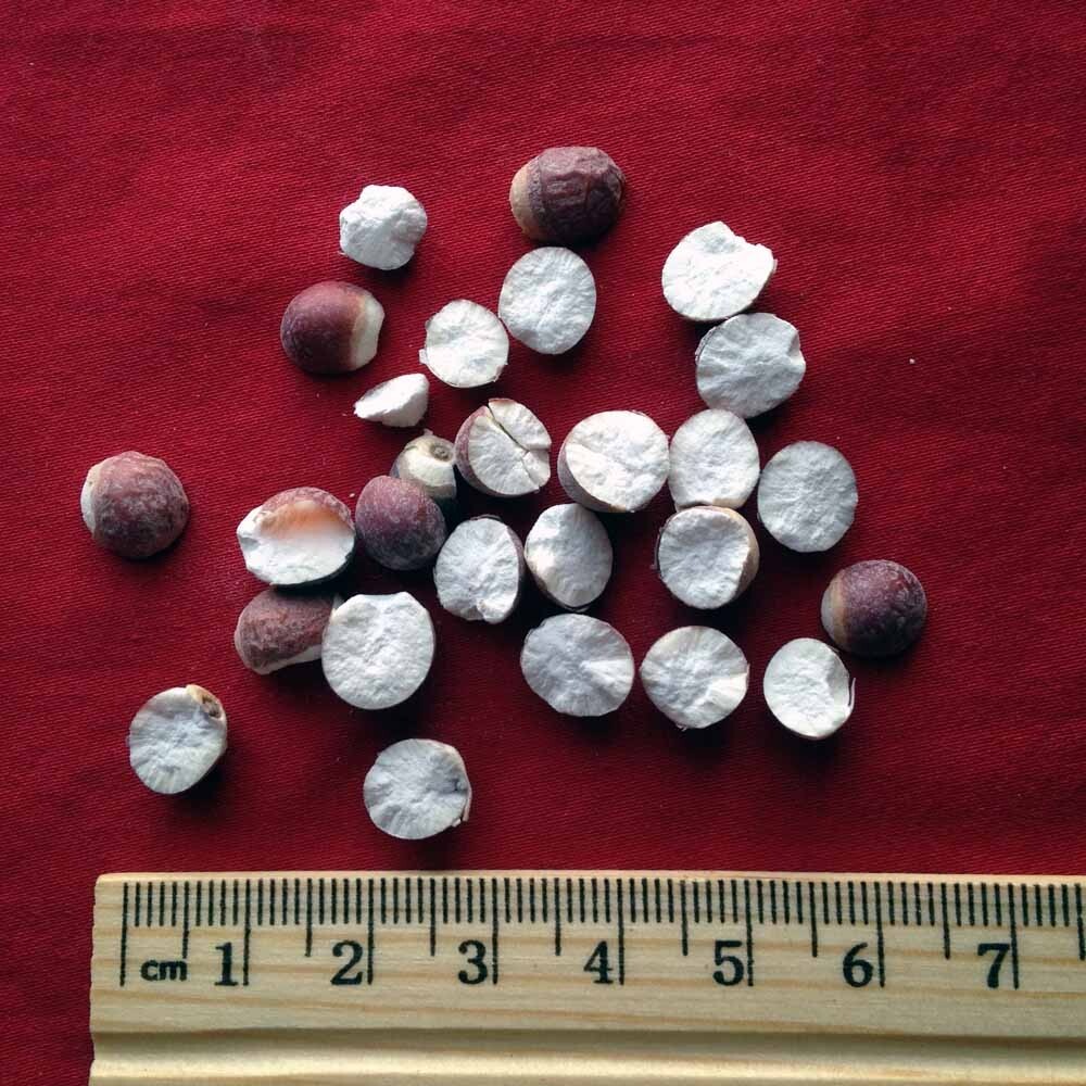 XYP Qianshi Qian Shi 芡实 100Gram
