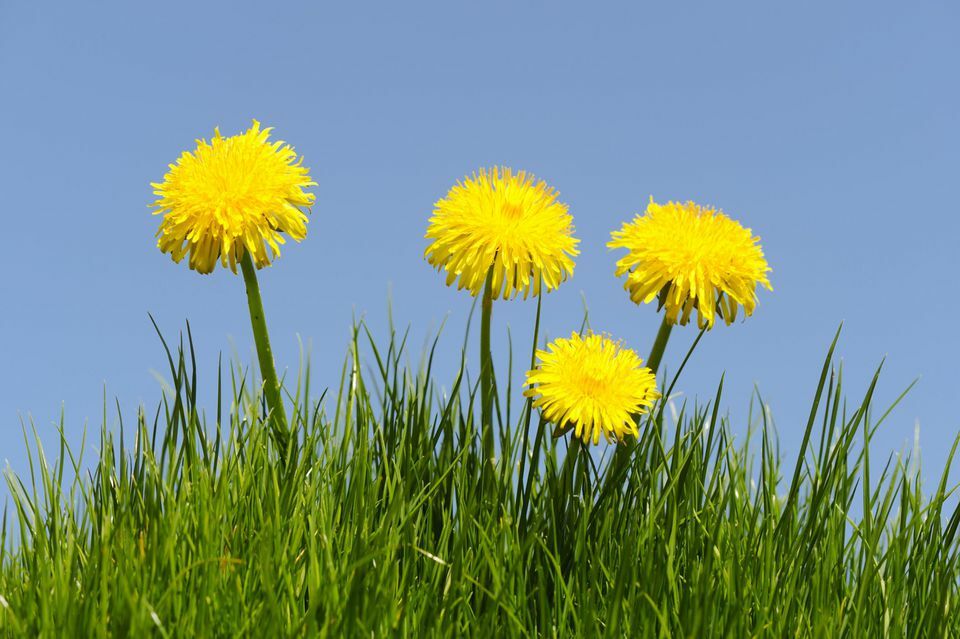 diuretic capsules – DANDELION ROOT 520MG – dandelion leaf 2B
