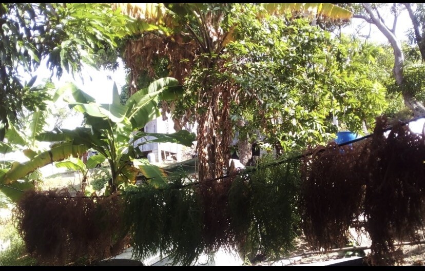Sea Moss #Dr. Sebi Inspired St Lucia Wildcrafted #Vegan #Plant-Based #Alkaline