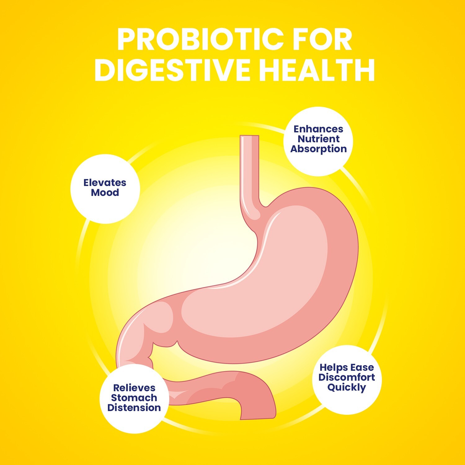 (2 Pack) VivoGut Capsules – Vivo Gut Pills Digestive Support, Gut Wellness