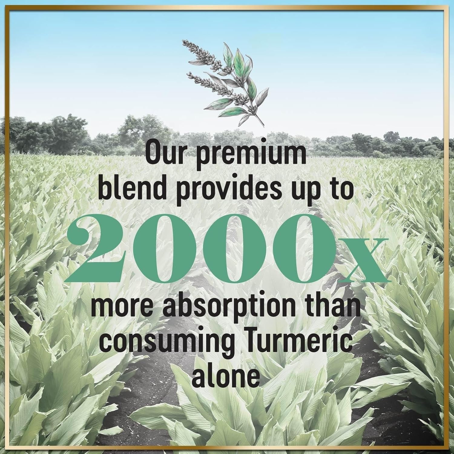 Hello Lovely! Organic Turmeric Curcumin Supplement w/ Ginger, 240 Capsules