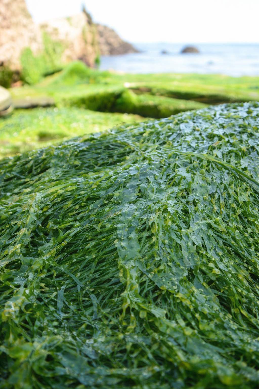 Certified Organic Wild Irish Spirulina Whole Leaf 60g Lab Tested Ireland Raw