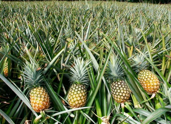 Pineapple Powder | 4oz to 5lb | 100% Pure Natural Hand Crafted