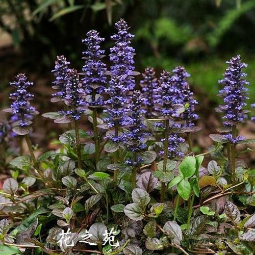 Turkesterone Powder Extract 10:1 from Ajuga Turkestanica – 2% Turkesterone, 100g
