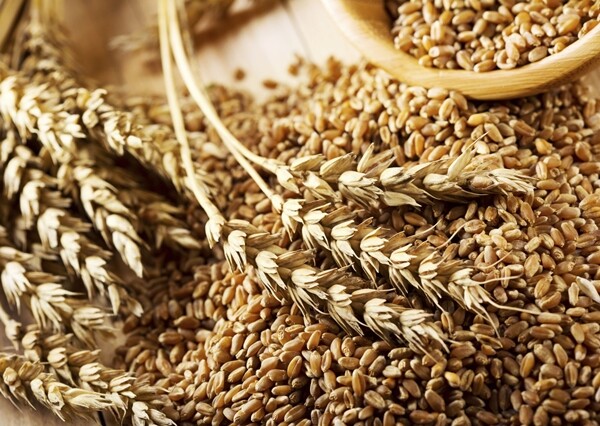 Noodle Wheat Instant Cooking | 1lb to 1kg | Hand Crafted