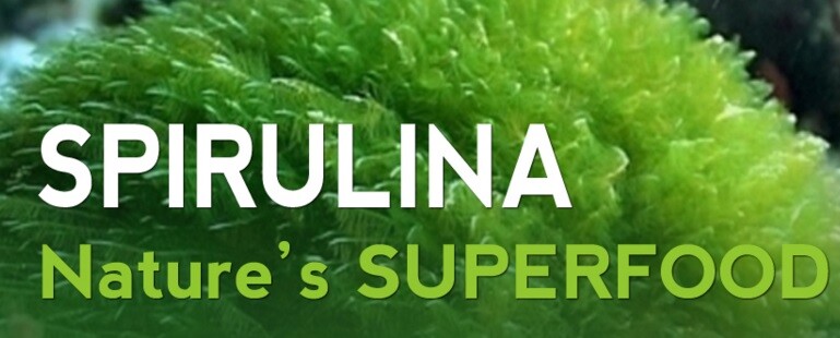 spirulina chlorella – Blue Green Algae 500mg – plant protein source 1B