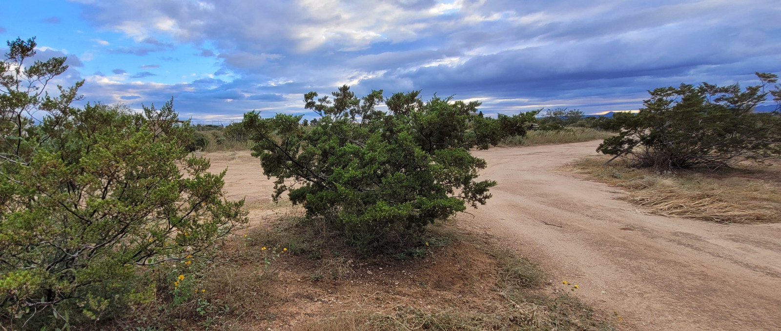 LARREA TRIDENTATA Tincture (Chaparral)