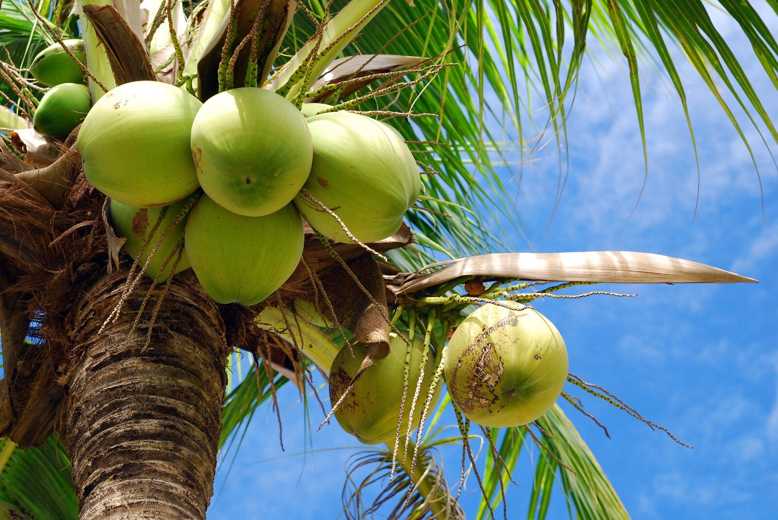 coconut oil for health – ULTRA VIRGIN COCONUT OIL – heart health – 2 Bottles