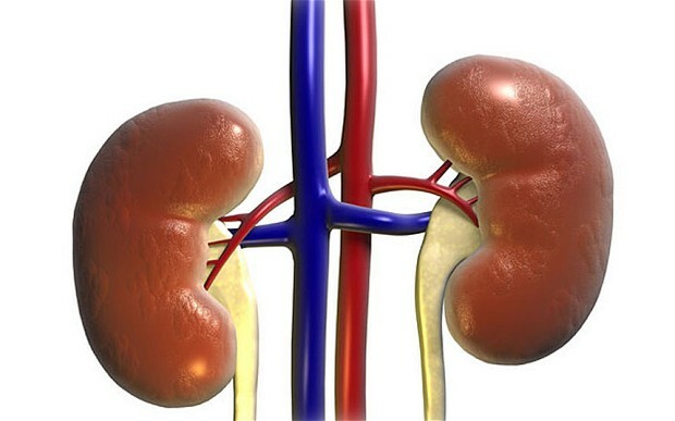 natural diuretic formula – KIDNEY SUPPORT 700MG – anti inflammatory pills 1B