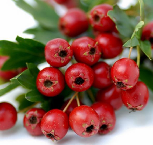blood pressure pills – Hawthorn Berry Extract 665mg – vitamin A, C, and E 1B