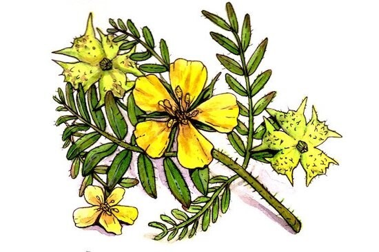 Tribulus Terrestris for Men – Ultra Fine Concentrated Powder – Herbalist Quality