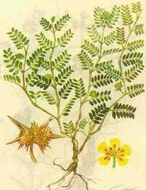 Tribulus Terrestris Powder 98% Saponin | 4oz to 5lb | Pure Natural Hand Crafted