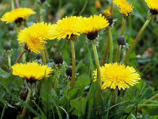 anti inflammation pills – DANDELION ROOT 520MG – dandelion herbal tea 1B