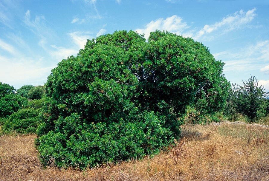 Greek Natural Mastic Gum Greek Mastixa Superior Quality! Fast Free Ship 100grams