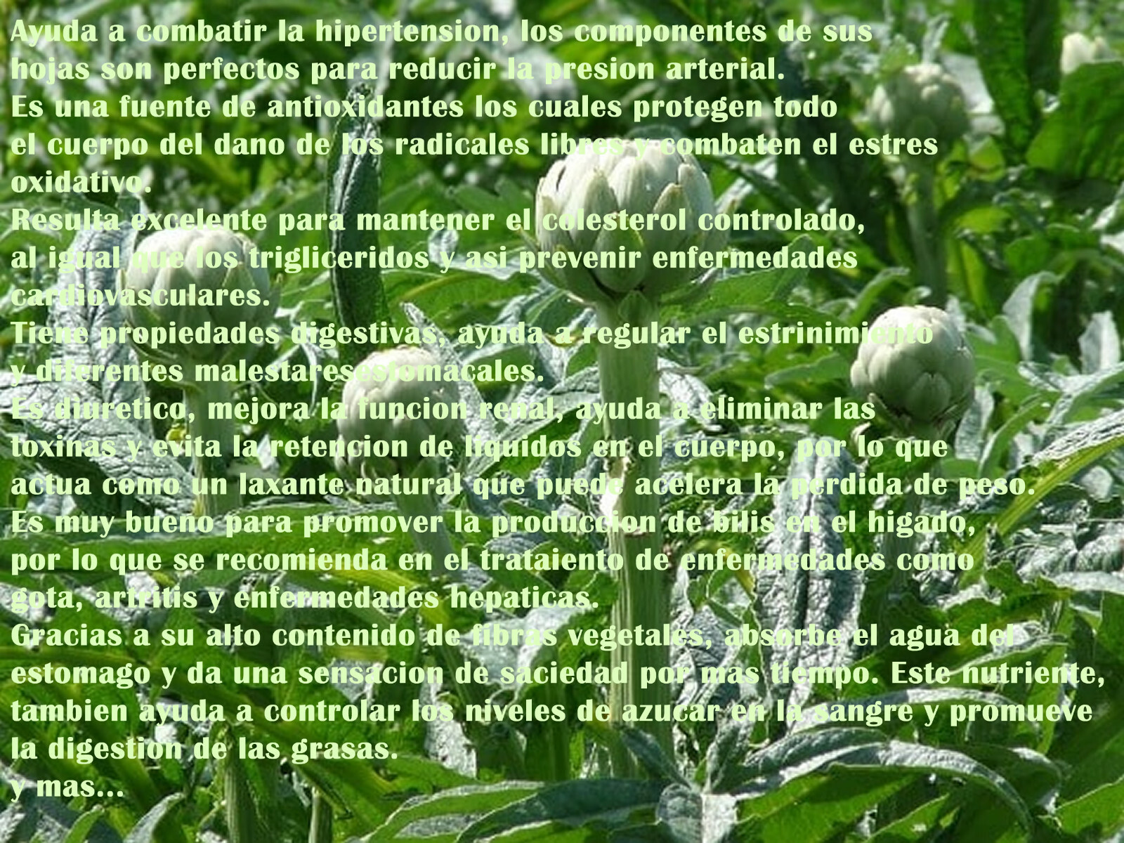 4oz Alcachofa Hierba/te, Artichoke leaf, artichoke tea Organic mexican herb !!!