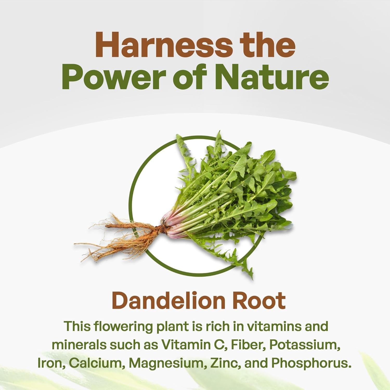 Go Nutra Dandelion Root Tea Powder | Natural Herbal Extract Tea | 8 Ounce