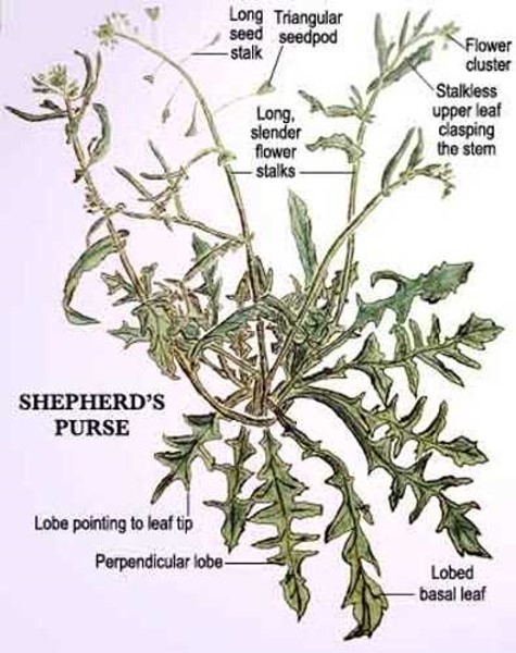Shepherd Purse Leaf Powder | 4oz to 2lb | 100% Pure Natural Hand Crafted