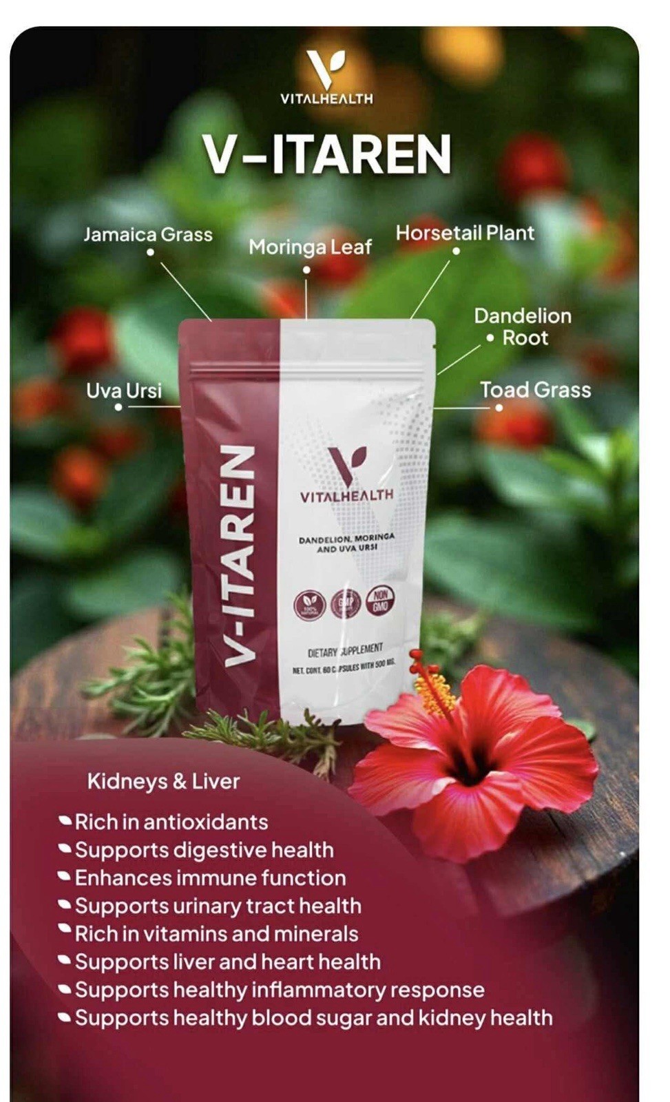VitalHealth V-ITAREN Dandelion Moringa Uva Ursi Non-GMO 60 Capsules