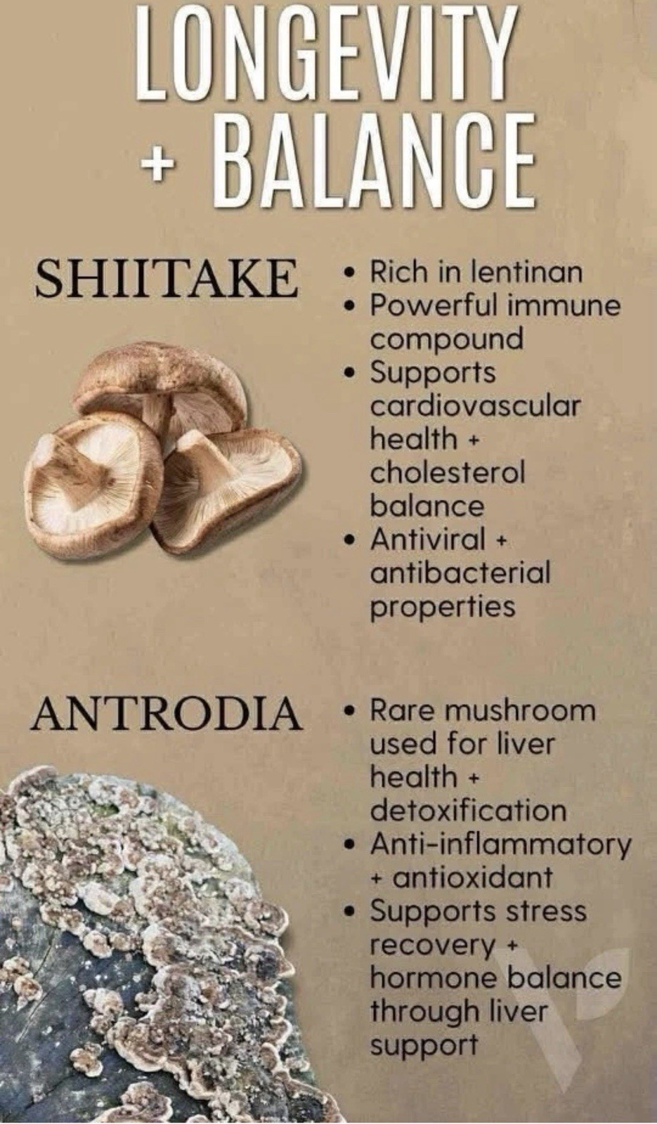 Vital health LatteKafe Coffee 5 sachets infused with 10 Adaptogenenic mushrooms