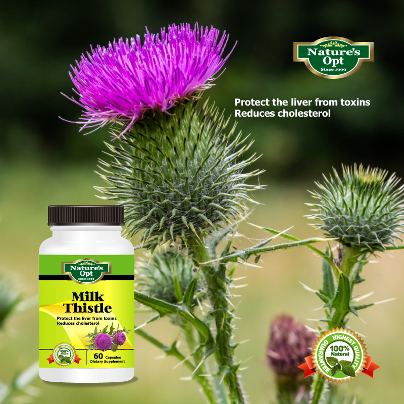 Milk Thistle Extract, Protect the liver from toxins Reduces cholesterol
