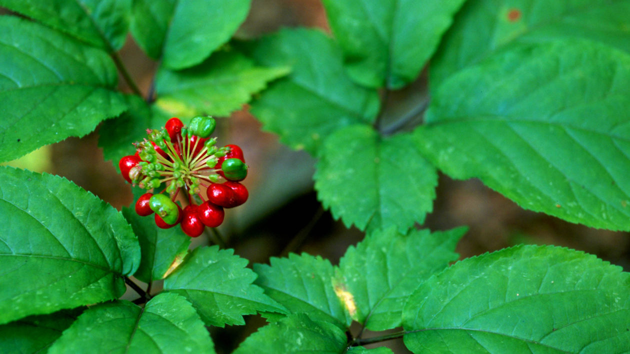 Energy Performance – KOREAN GINSENG – Reduces stress, Focus Support 1 Bottle