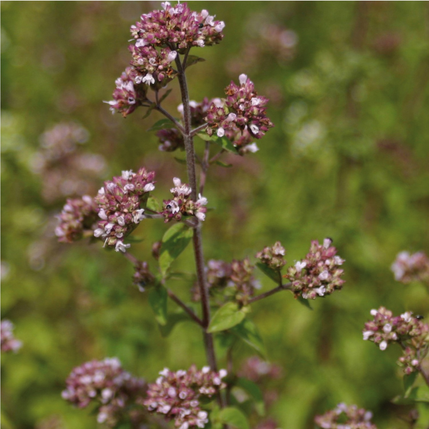 Pranarom Organic Oregano (origanum vulgare) Immune Health, 60 Mini Caps