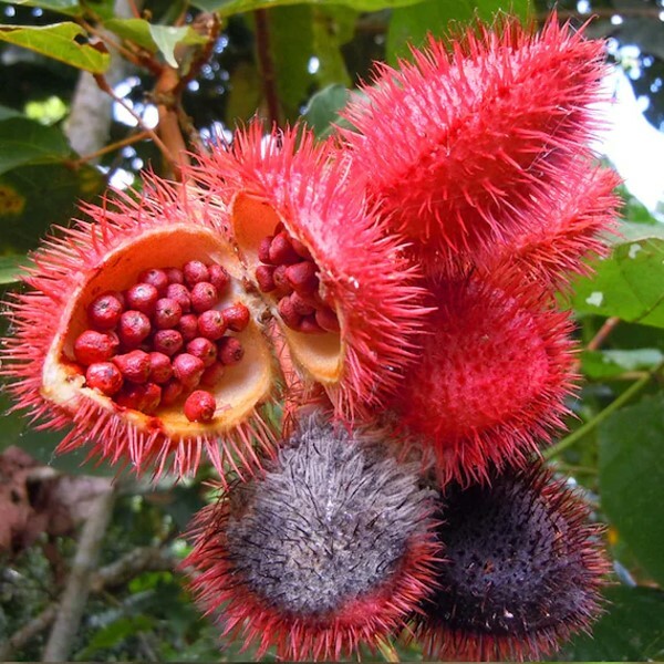 Annatto Seed Powder | 7oz to 5lb | 100% Pure Natural Hand Crafted