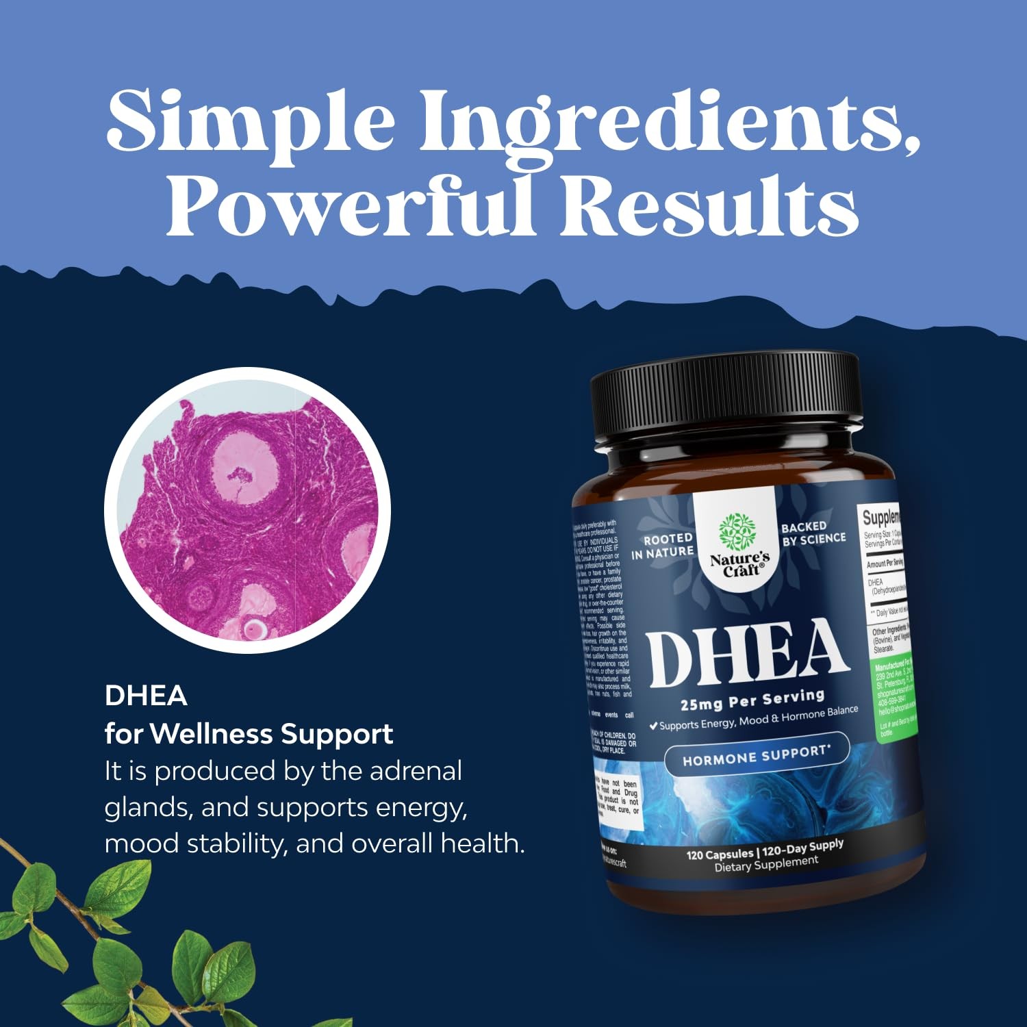 DHEA Supplement for Women & Men – 25mg per Serving 120 Count (Pack of 1)