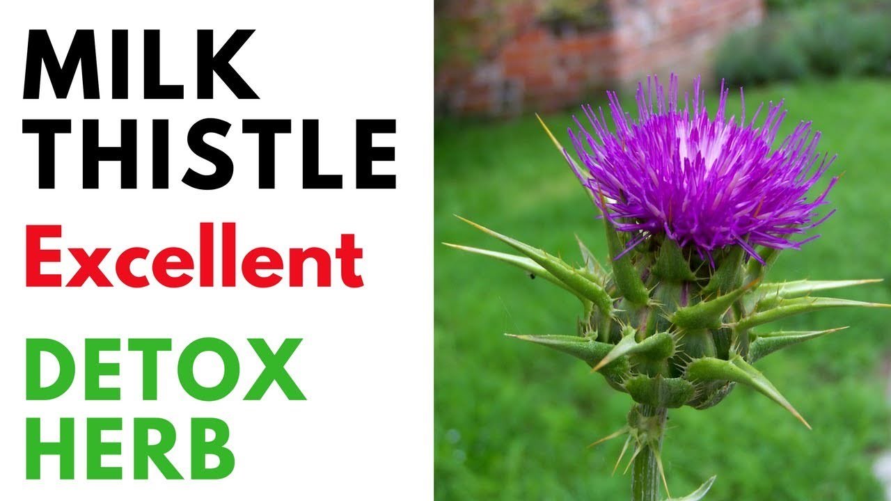 anti-aging blend – MILK THISTLE 175 MG – milk thistle best selling – 1 Bottle