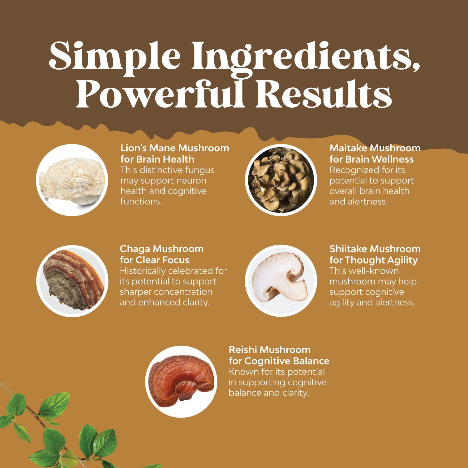 Advanced Lion’s Mane Mushroom Supplement Capsules with 5X Fruiting Body Mushroom