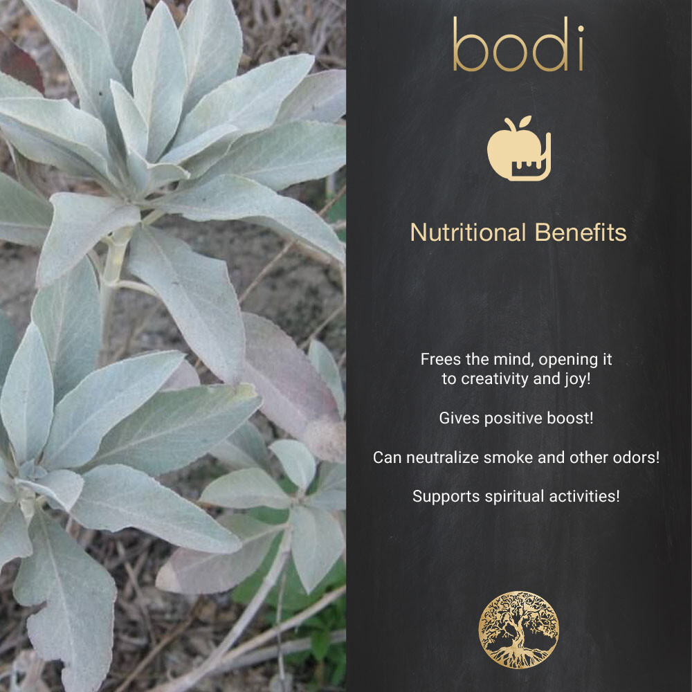 Smudge Stick White Sage 5inch | 1item | Handmade Natural Ingredient