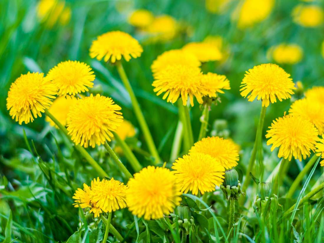 liver support detox – DANDELION ROOT – anti inflammatory pain relief 2B