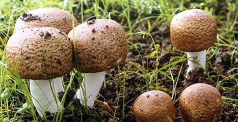 Organic Sea Moss and Agaricus Blazei mushroom Capsules – 75 capsules!! 1000mg XL