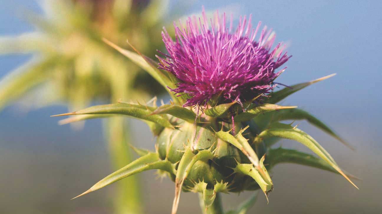 prevent kidney stones – Milk Thistle Extract 175mg 3B – herbal liver detox
