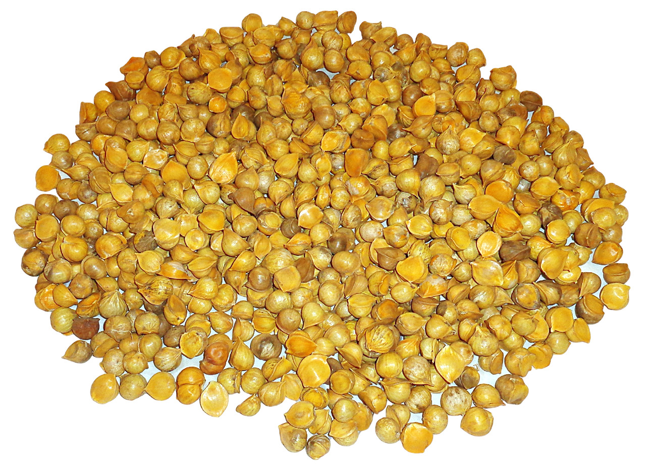 Japanese Garlic (Ajo Japones) Count per bag= 30-60-130 //100% Natural!//